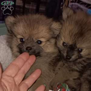 Teeny Tiny Tinsel Toes, Pomeranian Puppy